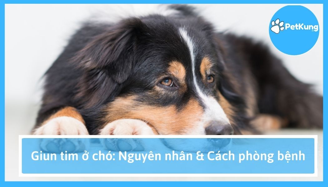  giun tim ở chó: nguyên nhân & cách phòng bệnh