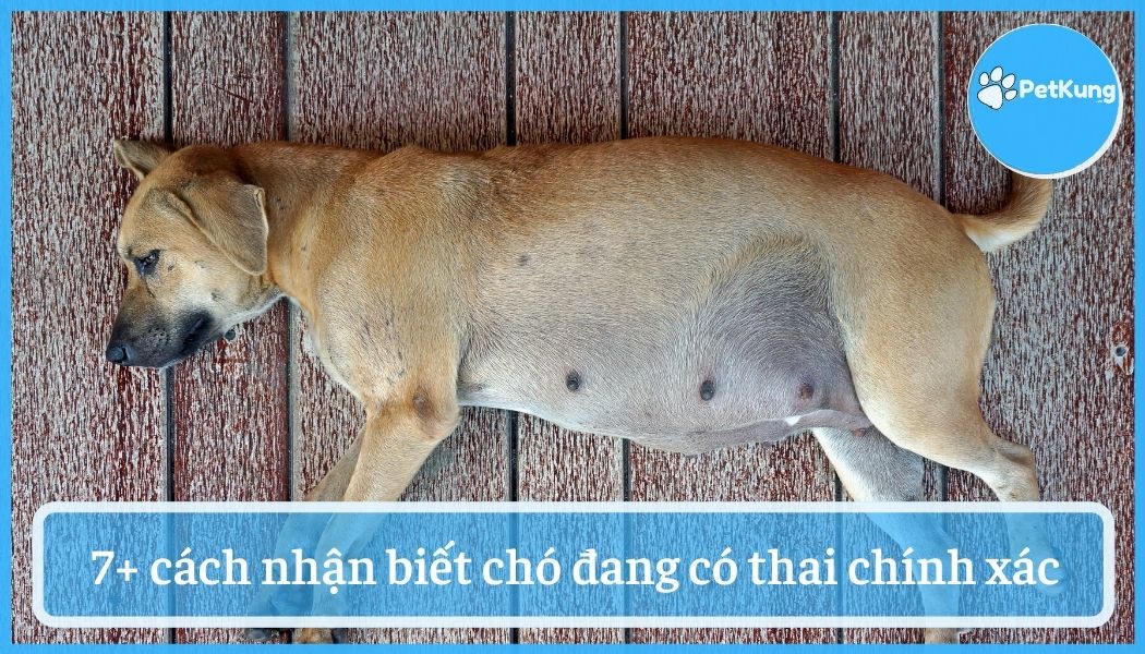 Cách nhận biết chó có thai - 7 dấu hiệu chính xác nhất