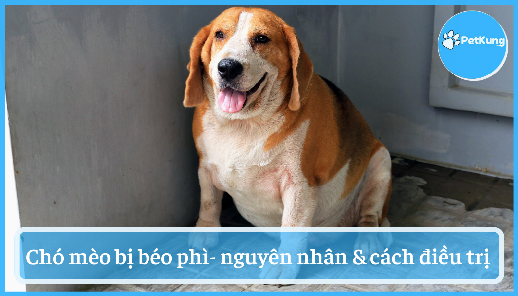 Chó mèo bị béo phì - nguyên nhân & cách điều trị hiệu quả