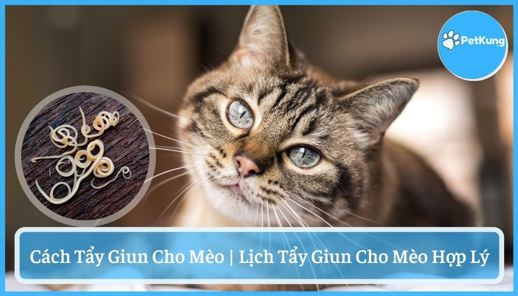Cách tẩy giun cho mèo - lịch tẩy giun cho mèo hợp lý