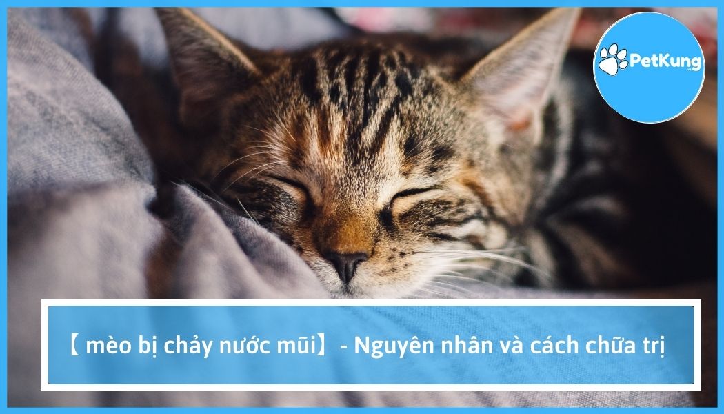 Mèo bị chảy nước mũi là bị gì? | nguyên nhân | cách chữa trị