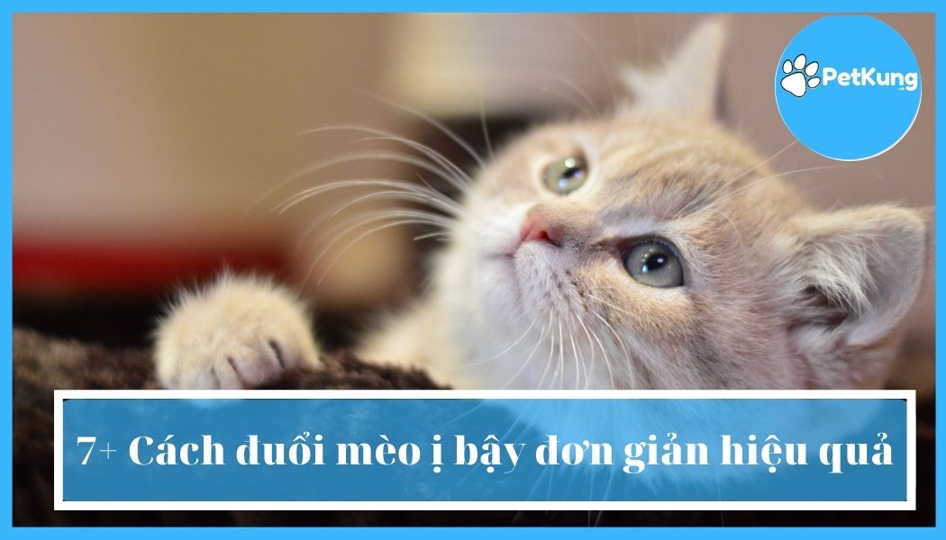 7+ Cách đuổi mèo ị bậy đơn giản hiệu quả