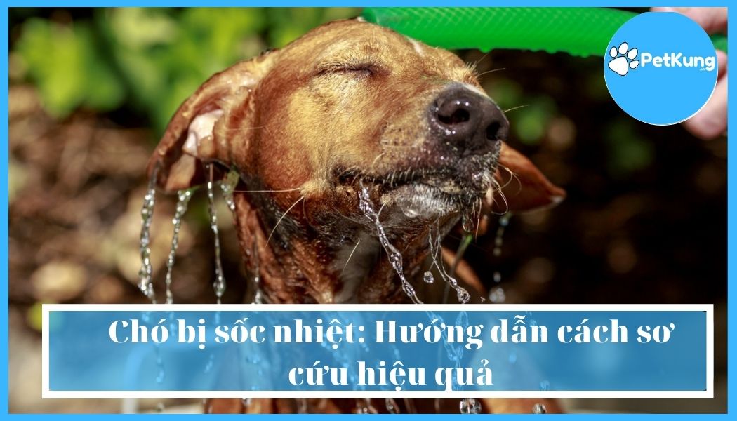 Chó bị sốc nhiệt: hướng dẫn cách sơ cứu hiệu quả