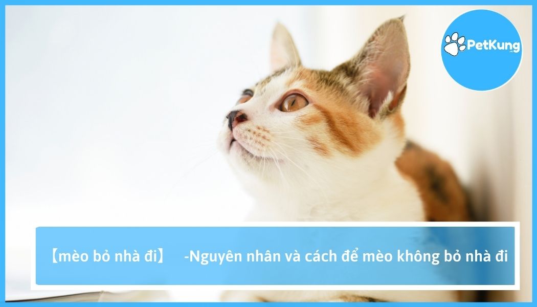 Mèo bỏ nhà đi - nguyên nhân và cách để mèo không bỏ nhà đi