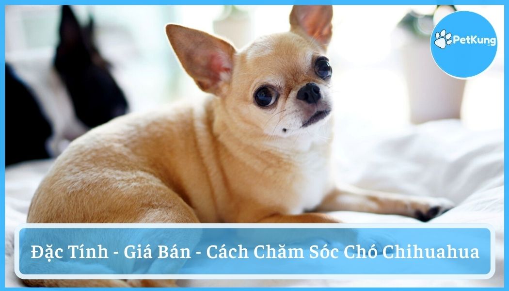 Giống chó chihuahua - đặc tính, giá bán và cách chăm sóc