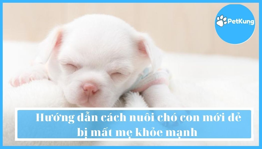  hướng dẫn cách nuôi chó con mới đẻ bị mất mẹ khỏe mạnh