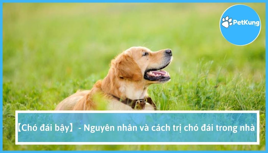Chó đái bậy - nguyên nhân và cách trị chó đái trong nhà
