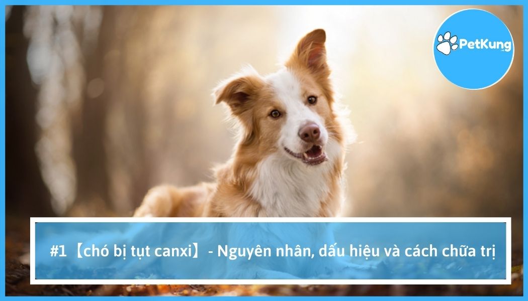 Chó bị tụt canxi - nguyên nhân, dấu hiệu và cách chữa trị