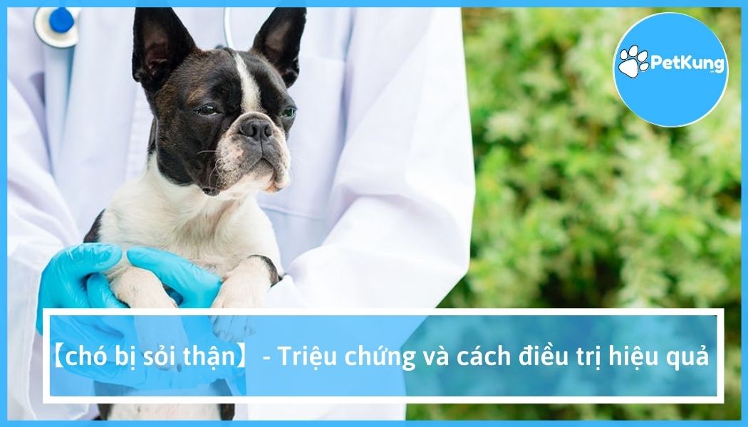 Chó bị sỏi thận, sỏi bàng quang | triệu chứng | cách điều trị