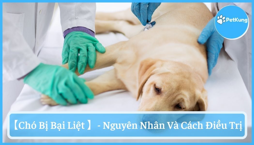 Chó bị bại liệt - nguyên nhân và cách điều trị đúng cách