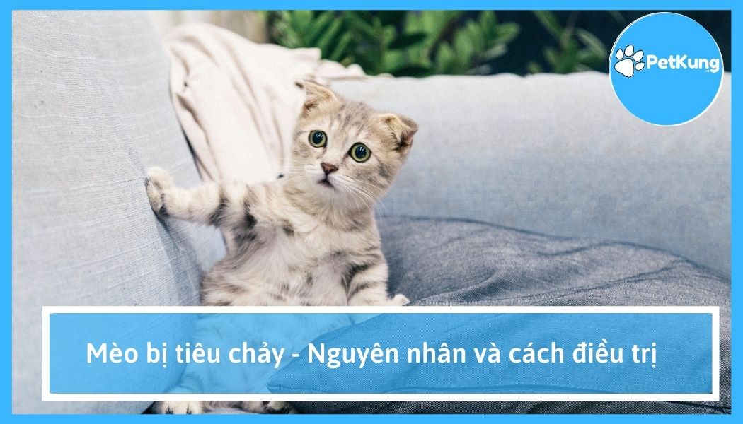 Mèo bị tiêu chảy - nguyên nhân và cách điều trị