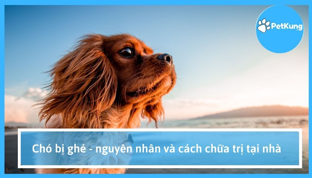 Chó bị ghẻ - nguyên nhân và cách chữa trị tại nhà