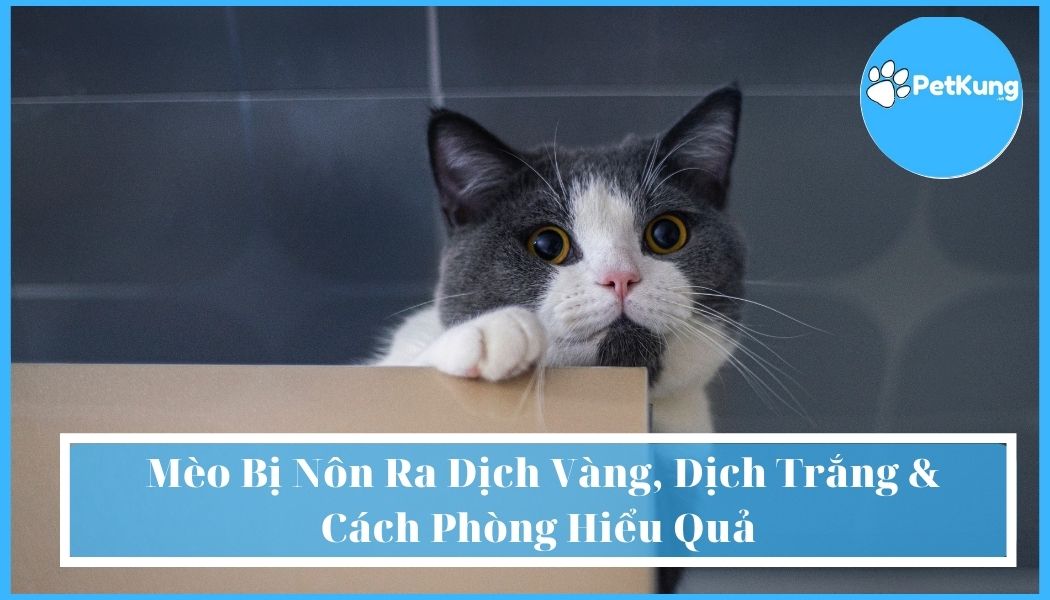  Mèo Bị Nôn Ra Dịch Vàng, Dịch Trắng & Cách Phòng Hiểu Quả
