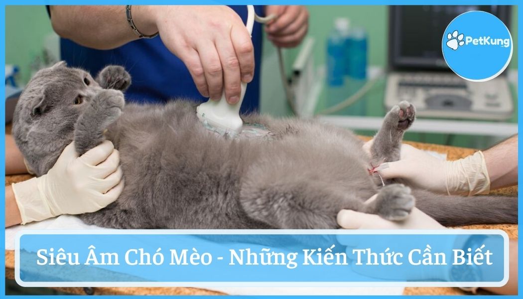 Siêu âm chó mèo - những kiến thức cần biết