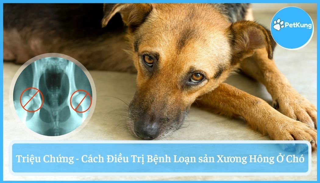 Loạn sản xương hông ở chó - triệu chứng cách điều trị bệnh