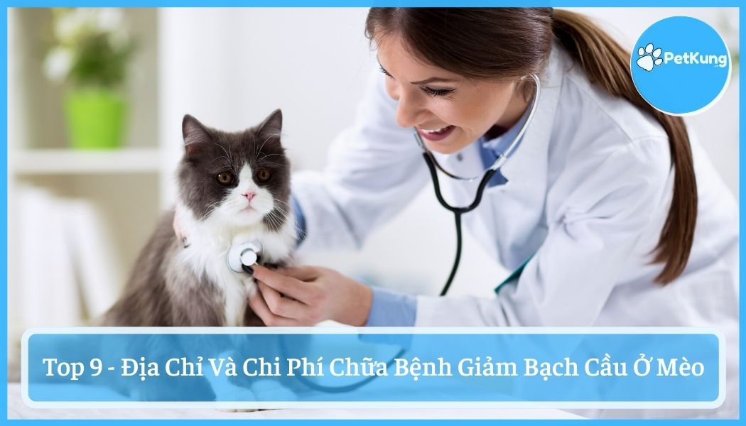 #9+ địa chỉ và chi phí chữa bệnh giảm bạch cầu ở mèo uy tín