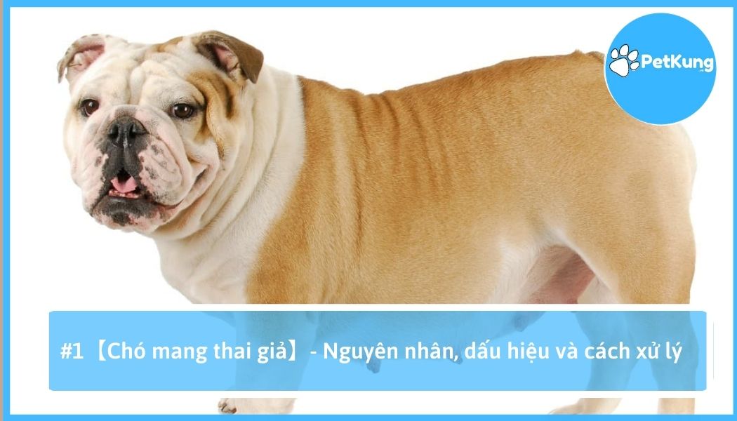 Chó mang thai giả - nguyên nhân, dấu hiệu và cách xử lý