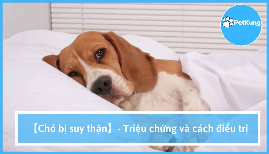 Chó bị suy thận - triệu chứng | cách điều trị chó bị thận