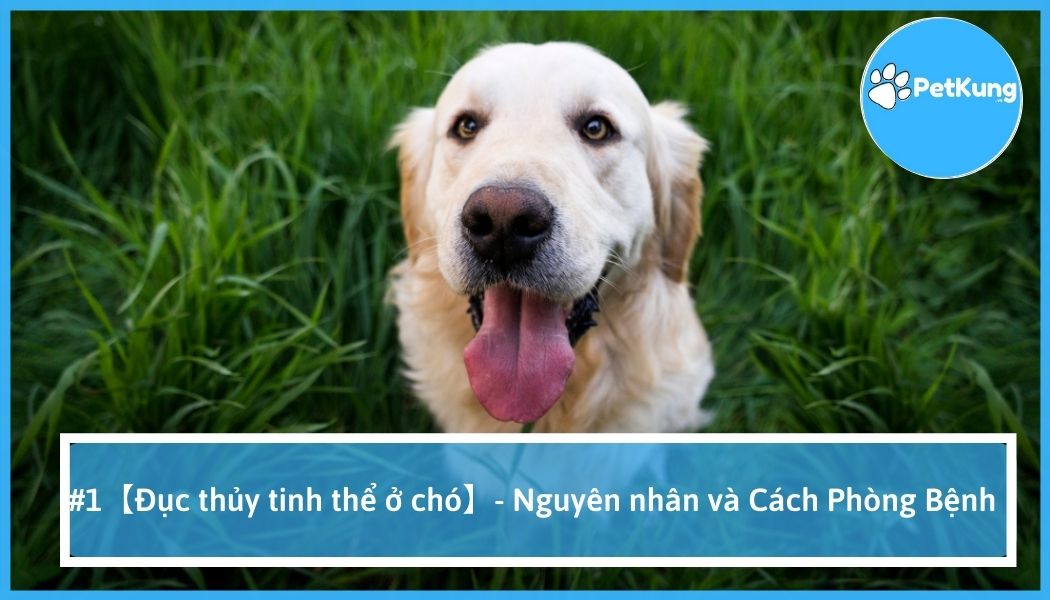 Đục thủy tinh thể ở chó | nguyên nhân | cách phòng bệnh