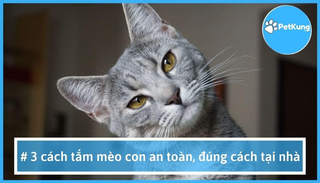 Cách tắm mèo con | an toàn | đúng cách ~ 【 ngay tại nhà】