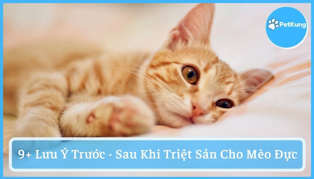 Triệt sản cho mèo đực - 9 lưu ý trước, sau khi triệt sản