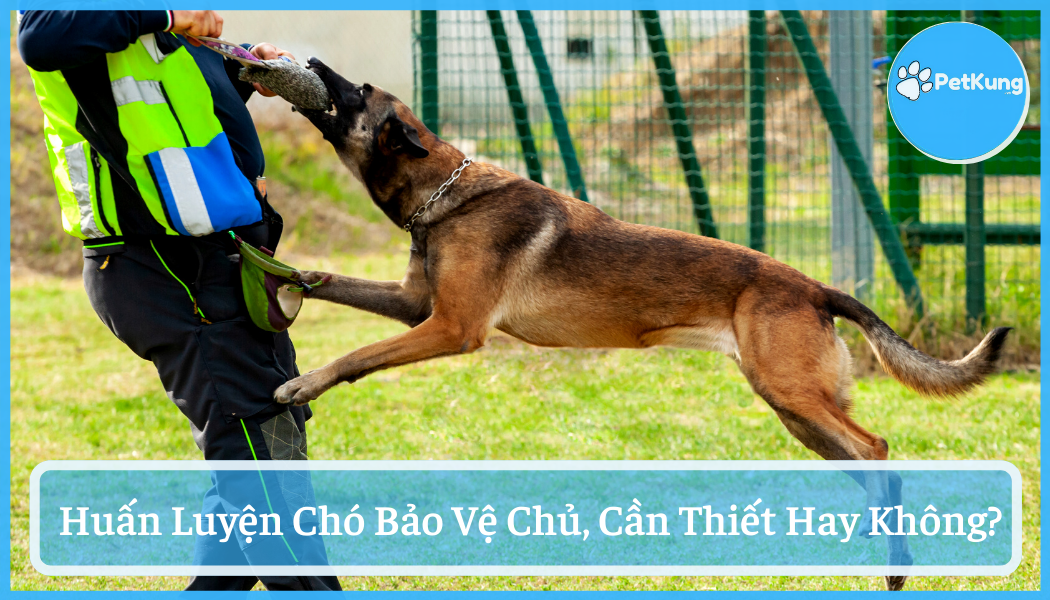 Huấn luyện chó bảo vệ chủ | có cần thiết hay không?
