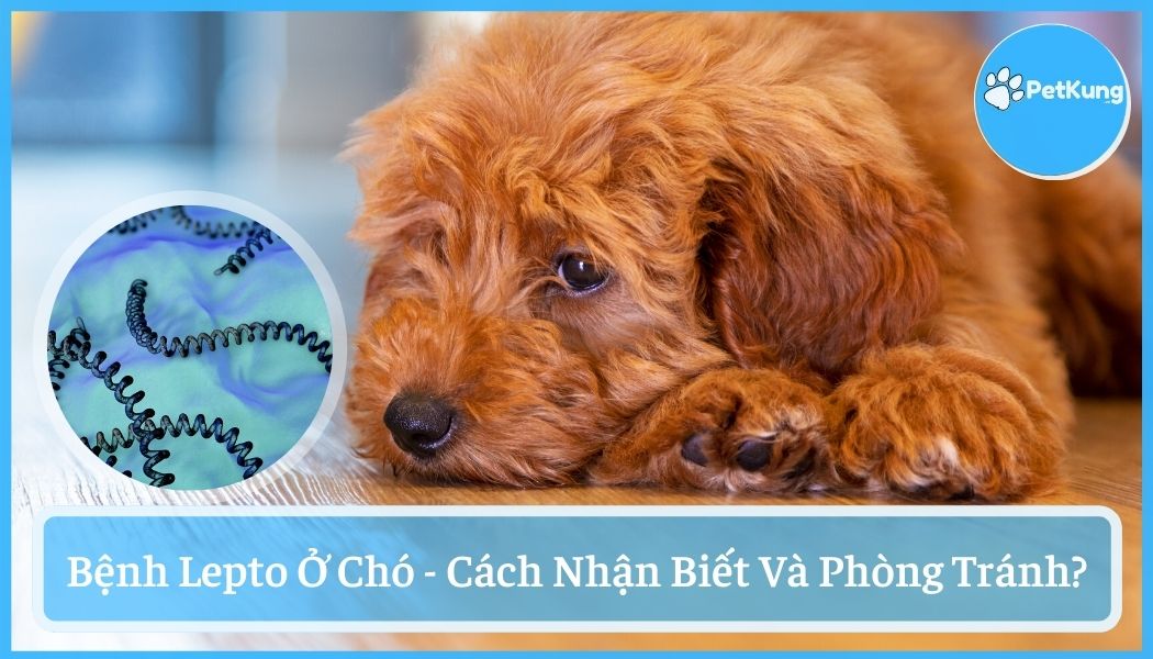Bệnh lepto ở chó - cách nhận biết và phòng tránh hiệu quả