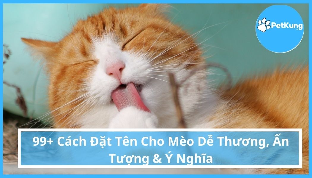 99+ Cách đặt tên cho mèo ấn tượng & ý nghĩa - Petkung.vn
