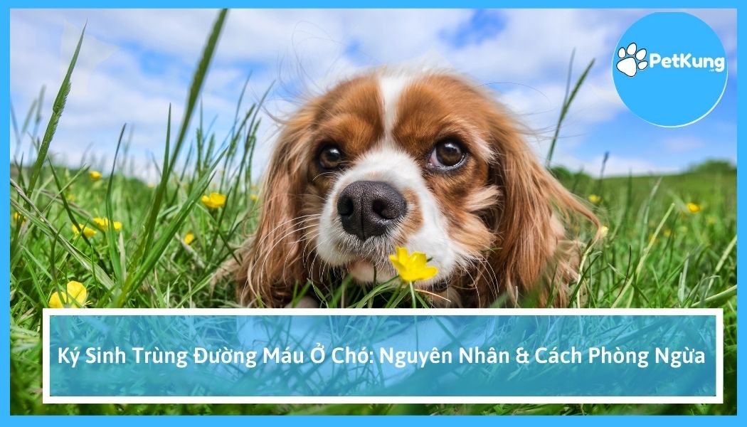 Ký sinh trùng đường máu ở chó: nguyên nhân & cách phòng ngừa