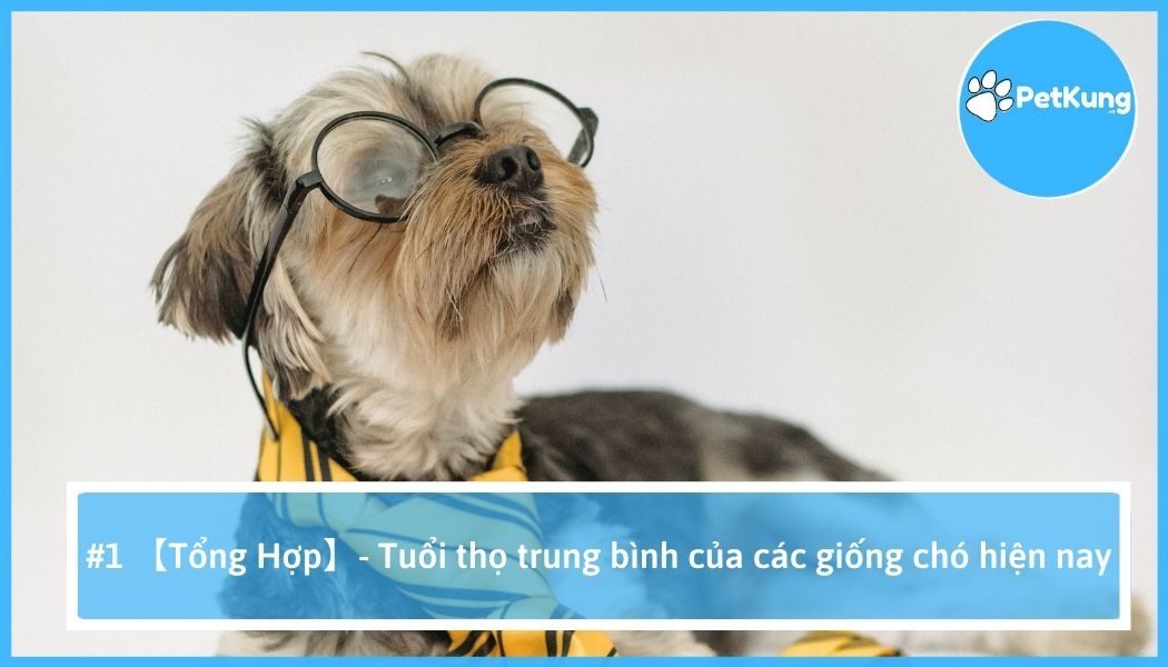 Tuổi thọ trung bình của các giống chó hiện nay -【tổng hợp】
