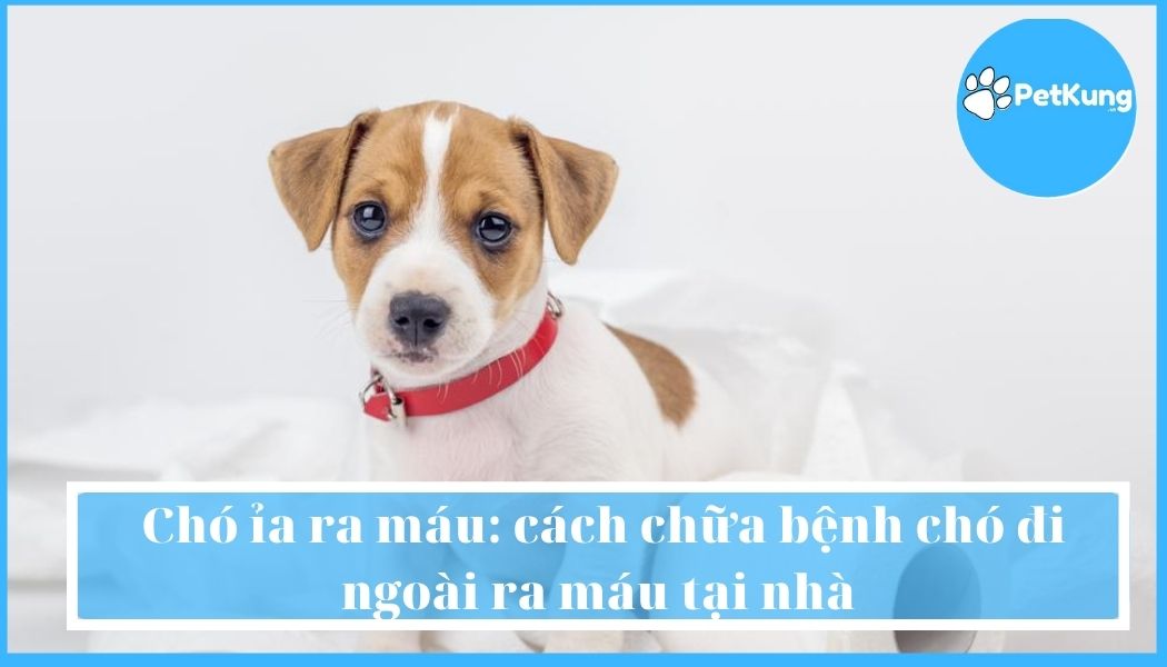  chó ỉa ra máu: cách chữa bệnh chó đi ngoài ra máu tại nhà