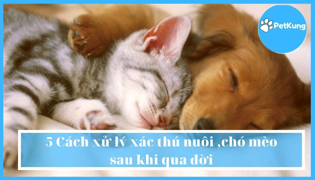 5 cách xử lý xác thú nuôi ,chó mèo sau khi qua đời