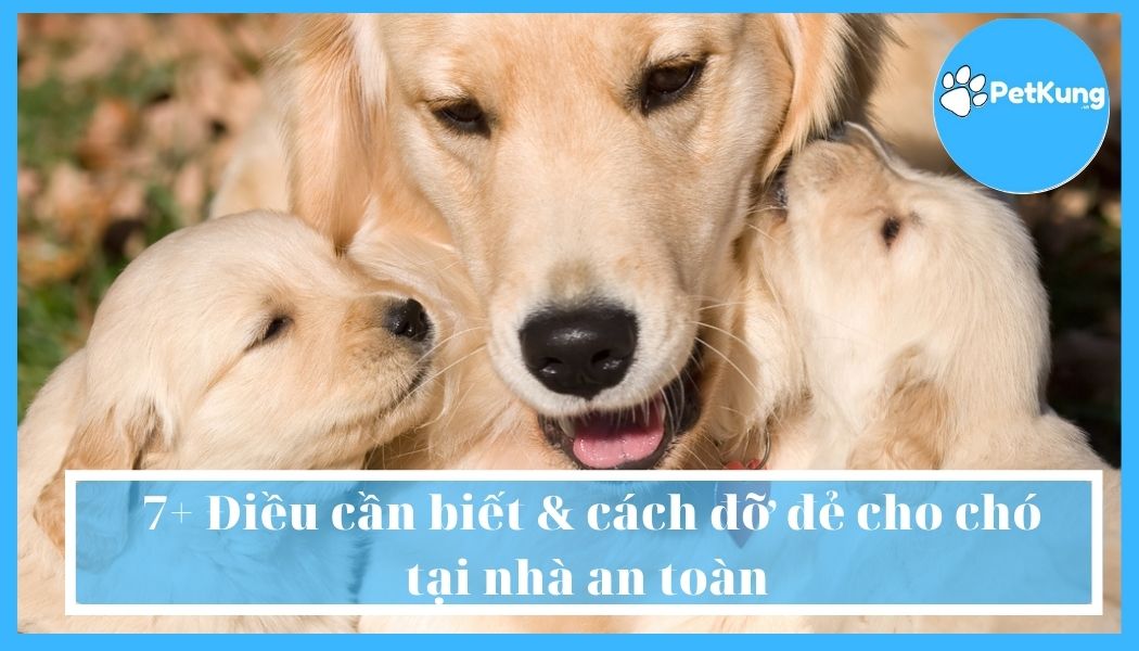  7+ điều cần biết & cách đỡ đẻ cho chó tại nhà an toàn