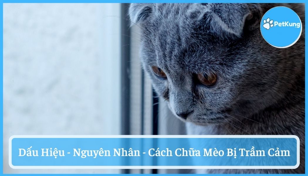 Mèo bị trầm cảm - dấu hiệu, nguyên nhân và cách chữa