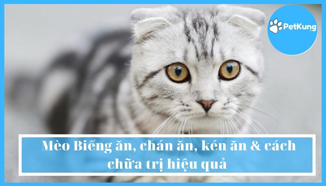  Mèo Biếng ăn, chán ăn, kén ăn & cách chữa trị hiệu quả