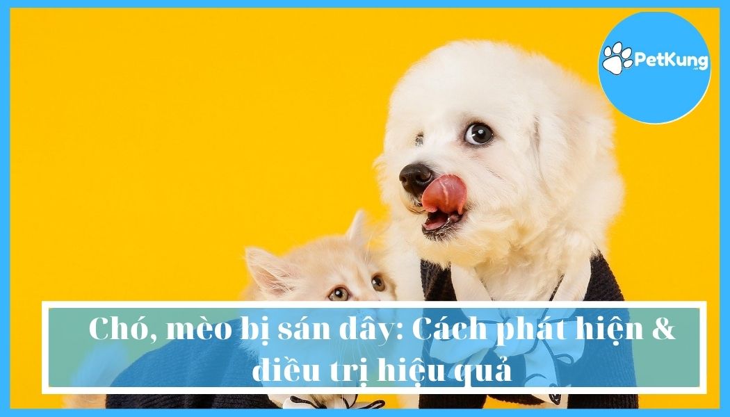 Chó, mèo bị sán dây: cách phát hiện & điều trị hiệu quả