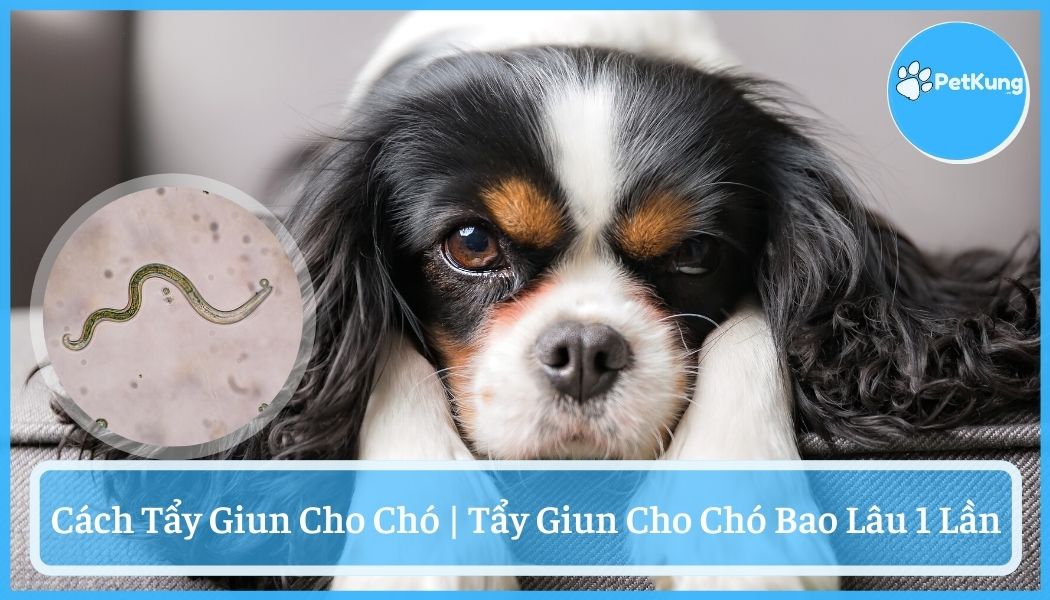 Cách tẩy giun cho chó - tẩy giun cho chó bao lâu 1 lần?
