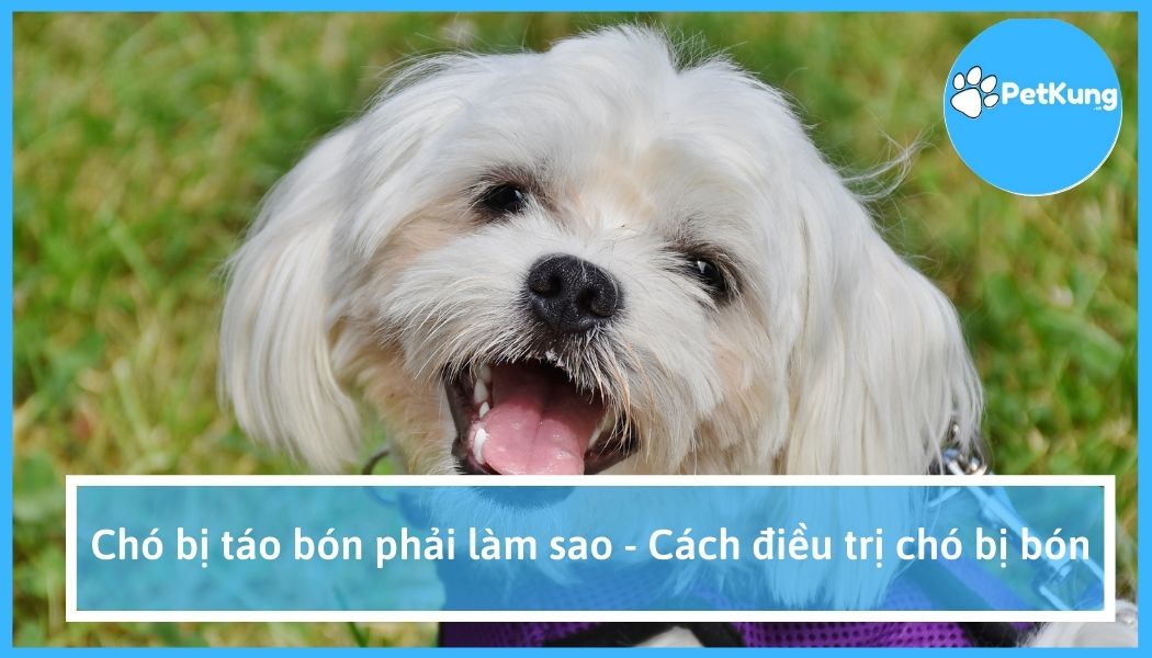 Chó bị táo bón phải làm sao - cách điều trị chó bị bón
