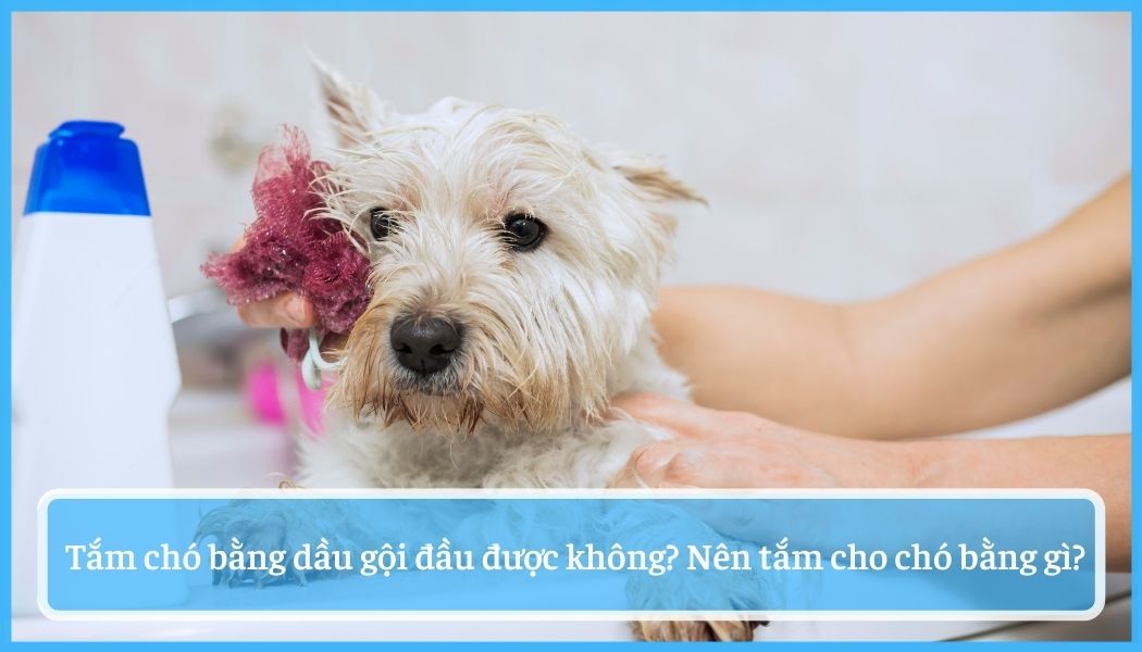 Tắm chó bằng dầu gội đầu được không? nên tắm cho chó bằng gì ?