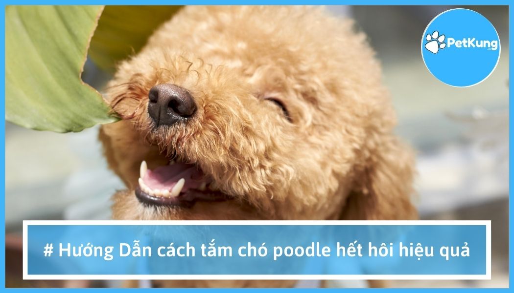 【hướng dẫn】- cách tắm chó poodle hết hôi hiệu quả