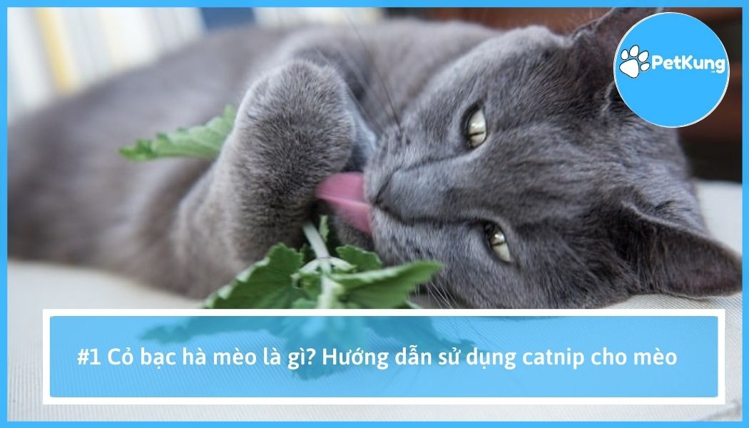 Cỏ bạc hà mèo là gì? hướng dẫn sử dụng catnip cho mèo