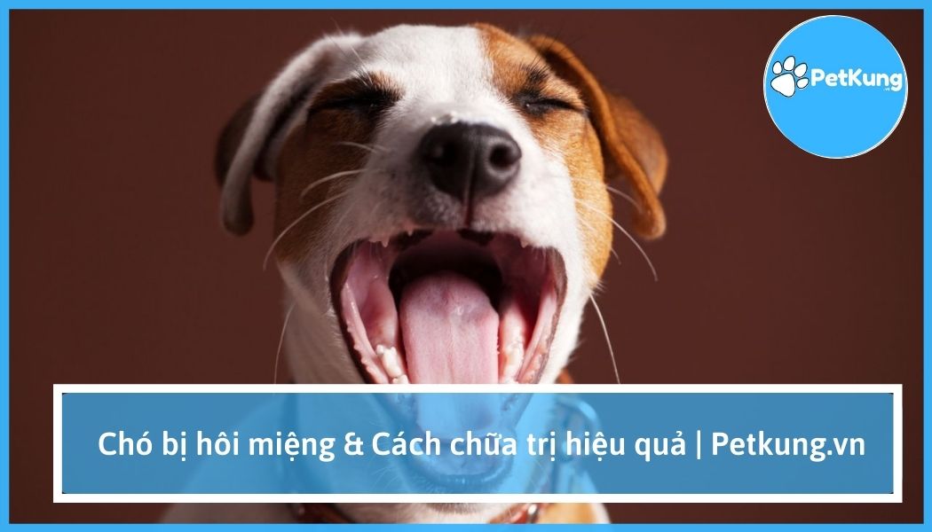 Chó bị hôi miệng & cách chữa trị hiệu quả | petkung.vn