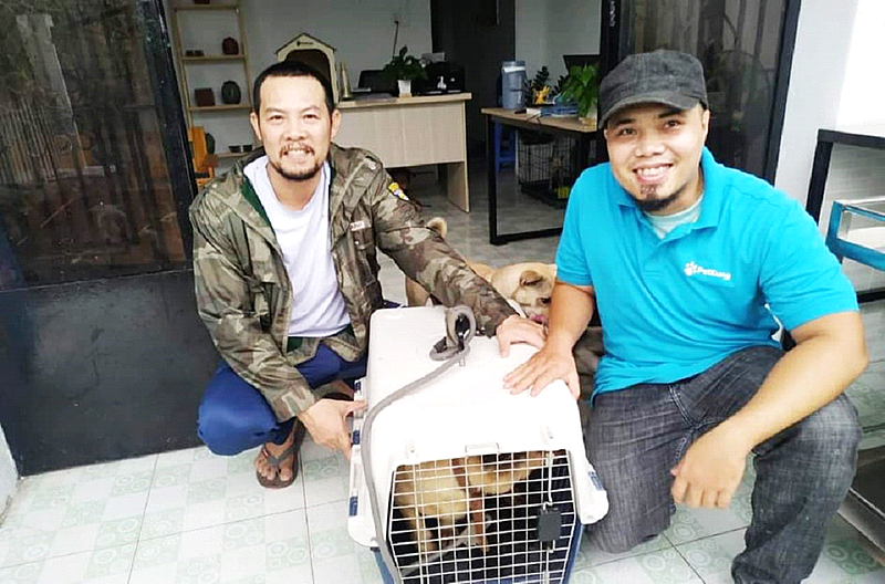 Petkung nhận nuôi chó mèo bị bỏ rơi