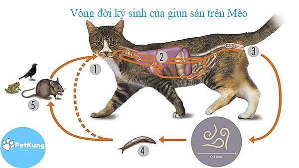 Cách Tẩy Giun Cho Mèo - Lịch Tẩy Giun Cho Mèo Hợp Lý