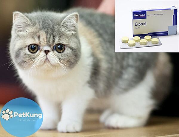 Các loại thuốc tẩy giun cho mèo