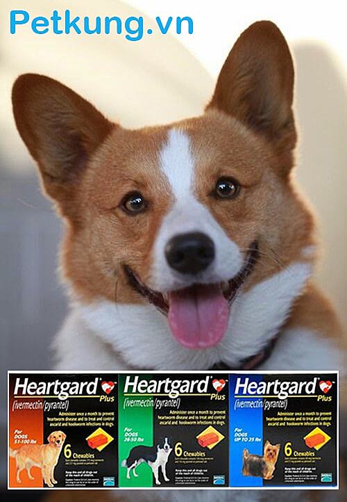 Thuốc tẩy giun chó Heartgard Plus