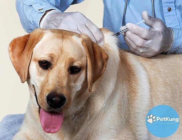 Làm sao để phòng tránh cho chó không bị bệnh Parvo