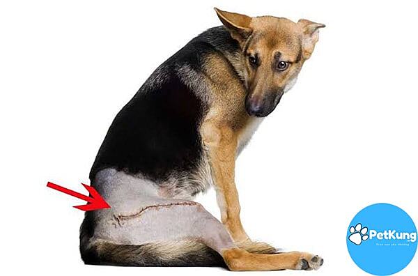Bệnh loạn sản xương hông ở chó là gì