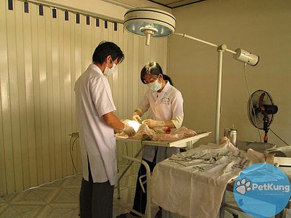 Bệnh viện thú y Việt Nhật