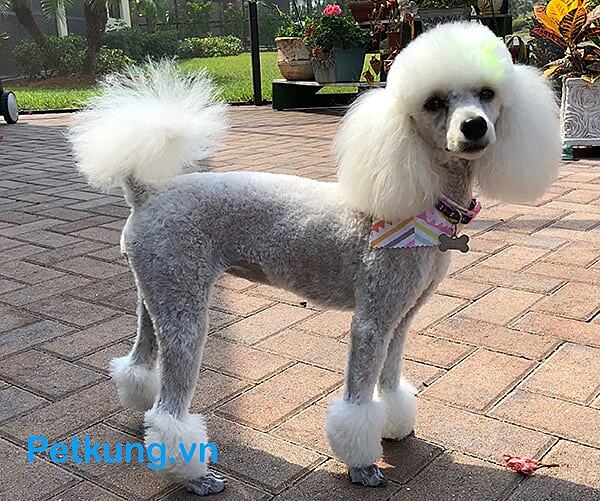 Các kiểu tỉa lông cho chó Poodle đẹp nhất - Miami hay Bikini